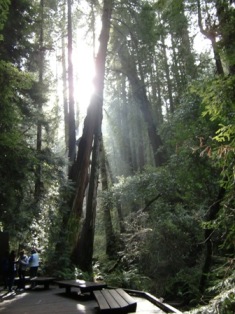 Redwoods